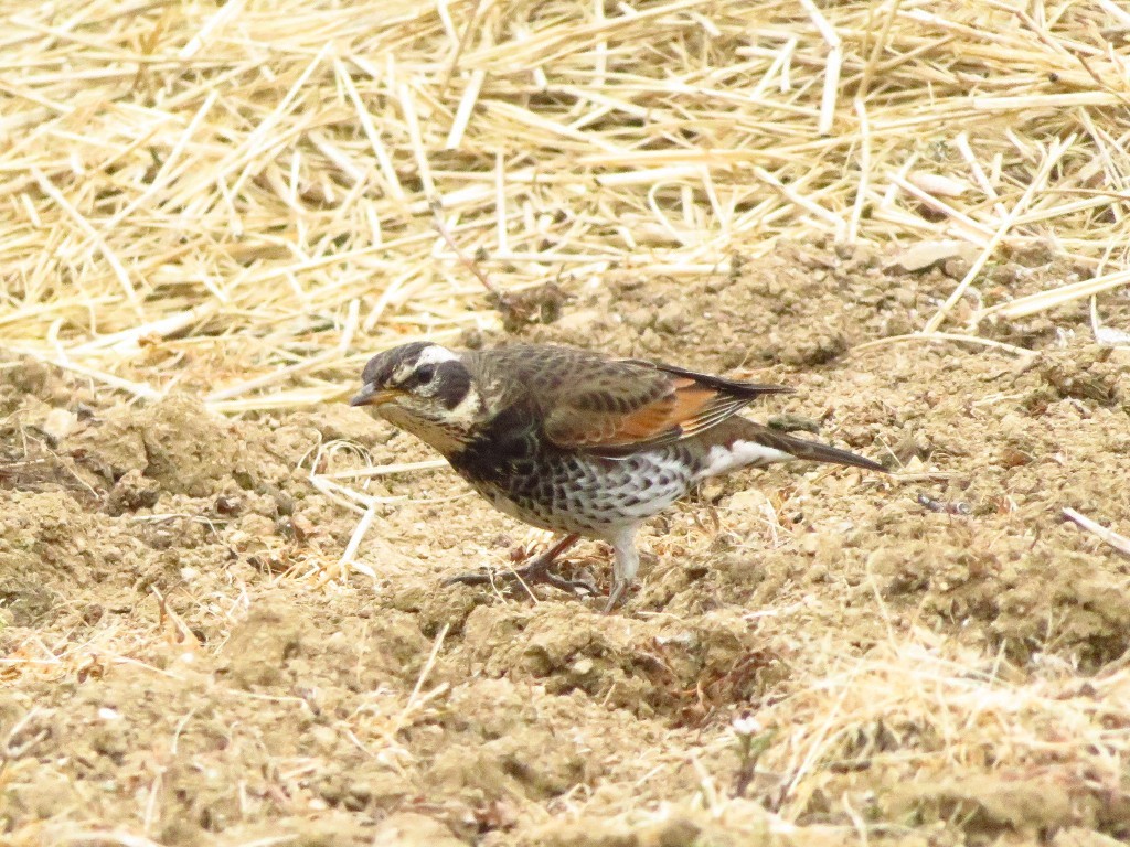 a0018655_09504136.jpg
