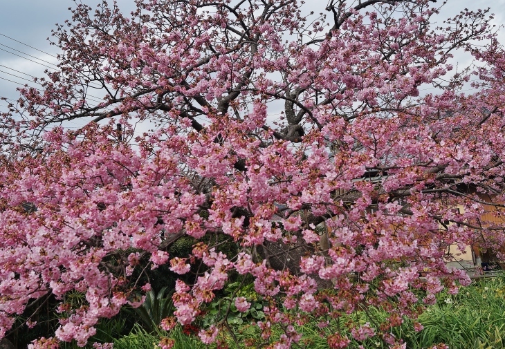 見つかっ 原木 河津 は の 苗 た が 桜 の