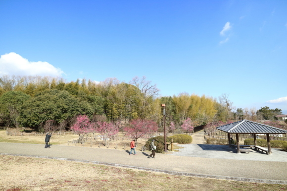 梅の花、寒さの中で咲いてます。_c0272958_19262273.jpg