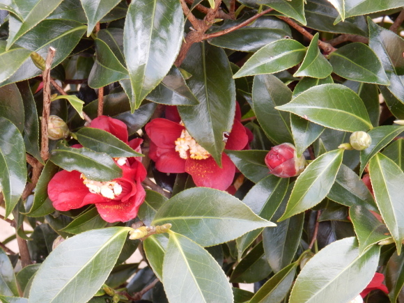 ’19,2,28(木)今日も春の花を探しに~!_f0060461_10184888.jpg