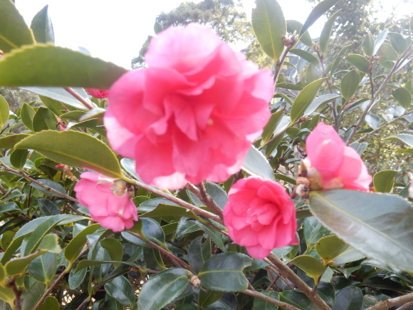 ’19,2,28(木)今日も春の花を探しに~!_f0060461_10222349.jpg