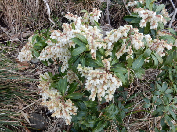 ’19,2,28(木)今日も春の花を探しに~!_f0060461_10311398.jpg
