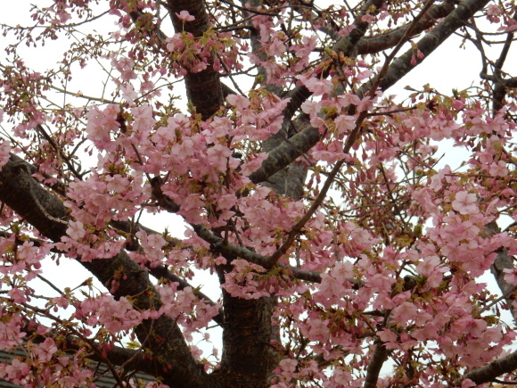 ’19,2,28(木)今日も春の花を探しに~!_f0060461_10345779.jpg