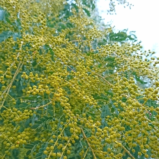 2/28(木) 春の兆し_d0362666_18564540.jpg