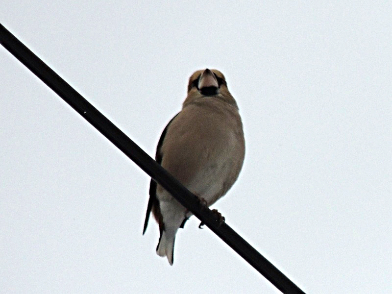 d0391670_22175904.jpg