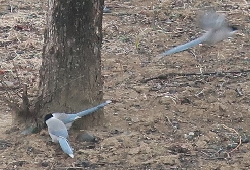 この鳥 何の鳥 アスタリスク日記