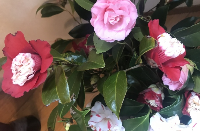 美しい油彩画 花のアレンジメント 爽やかで美しい紫陽花のアレンジメント♡ 美しい紫陽花♡上品