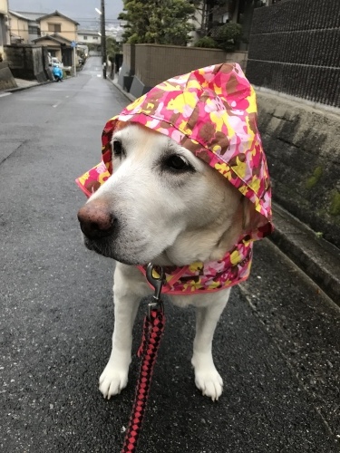 f0315081_22321089.jpeg