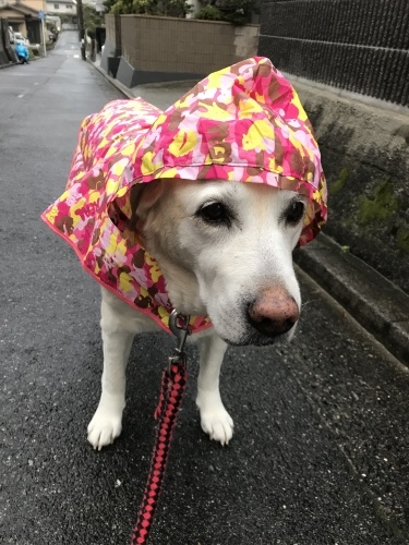 f0315081_22324203.jpeg