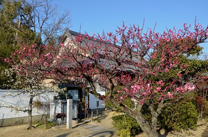 龍雲寺　　紅梅_c0229483_19145399.jpg