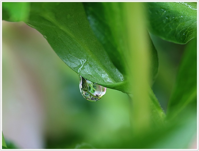 雨上がりの庭で花を撮ってみたり、チョッ君たちを撮ってみたり、ブログアップにはカメラが手放せませんよ～_b0175688_19220443.jpg