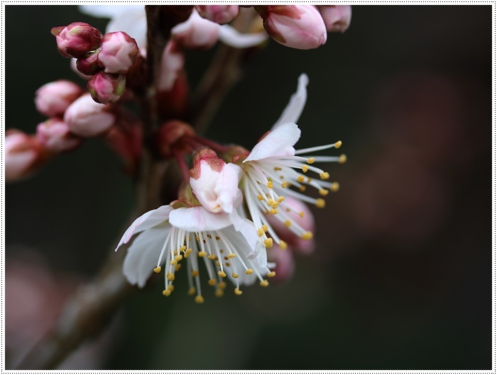 雨上がりの庭で花を撮ってみたり、チョッ君たちを撮ってみたり、ブログアップにはカメラが手放せませんよ～_b0175688_19222158.jpg