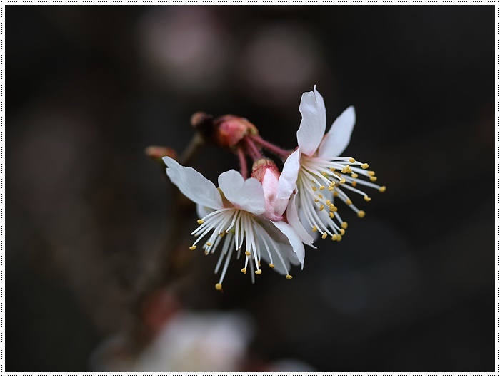 雨上がりの庭で花を撮ってみたり、チョッ君たちを撮ってみたり、ブログアップにはカメラが手放せませんよ～_b0175688_19222794.jpg