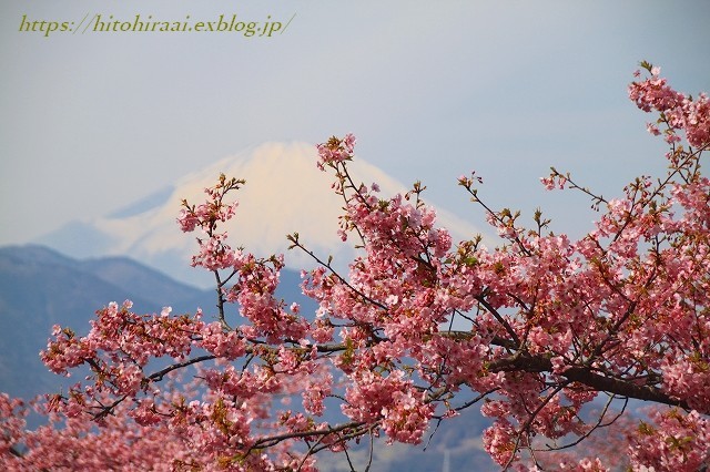 神奈川県松田町の河津桜と富士山_f0374092_16251776.jpg