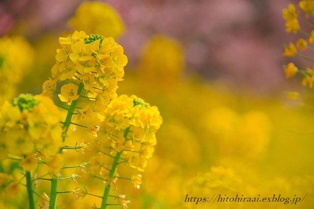 神奈川県松田町の河津桜と菜の花_f0374092_22062935.jpg