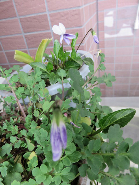f0346196_11255404.jpg