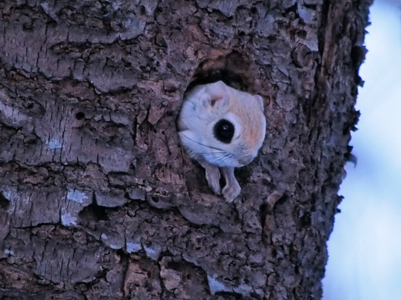 エゾモモンガ : 今日の鳥さんⅡ