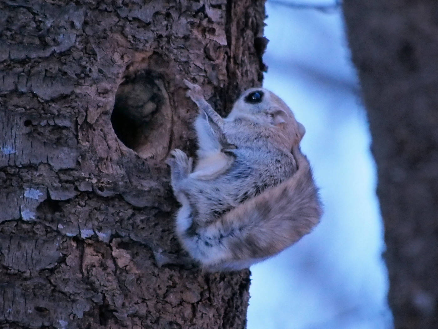 エゾモモンガ出品 エゾモモンガちゃんの日々 小原 玲(著) - ワニ・プラス | 版元ドットコム