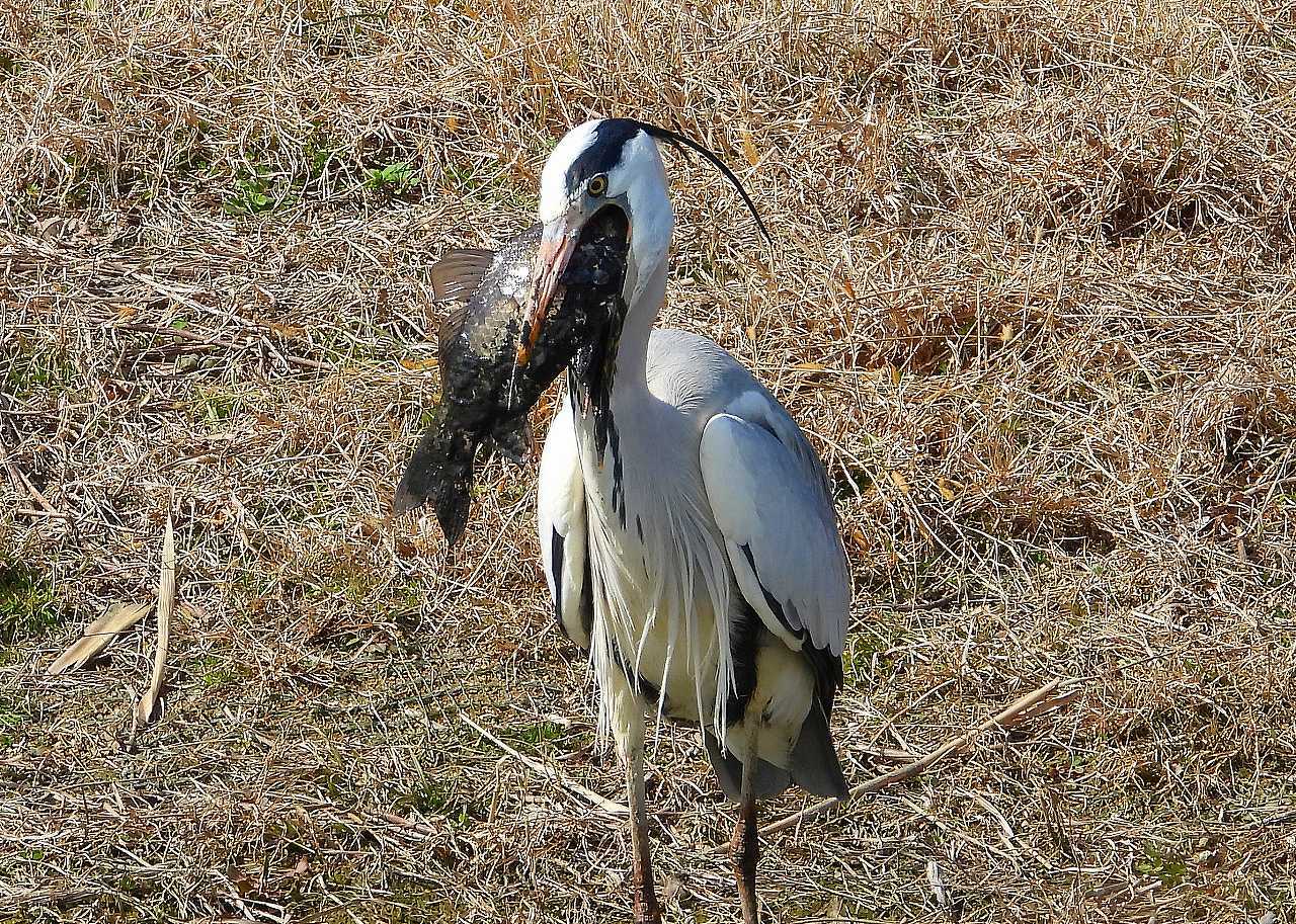 悪食 Grey Heron なんでもブログ