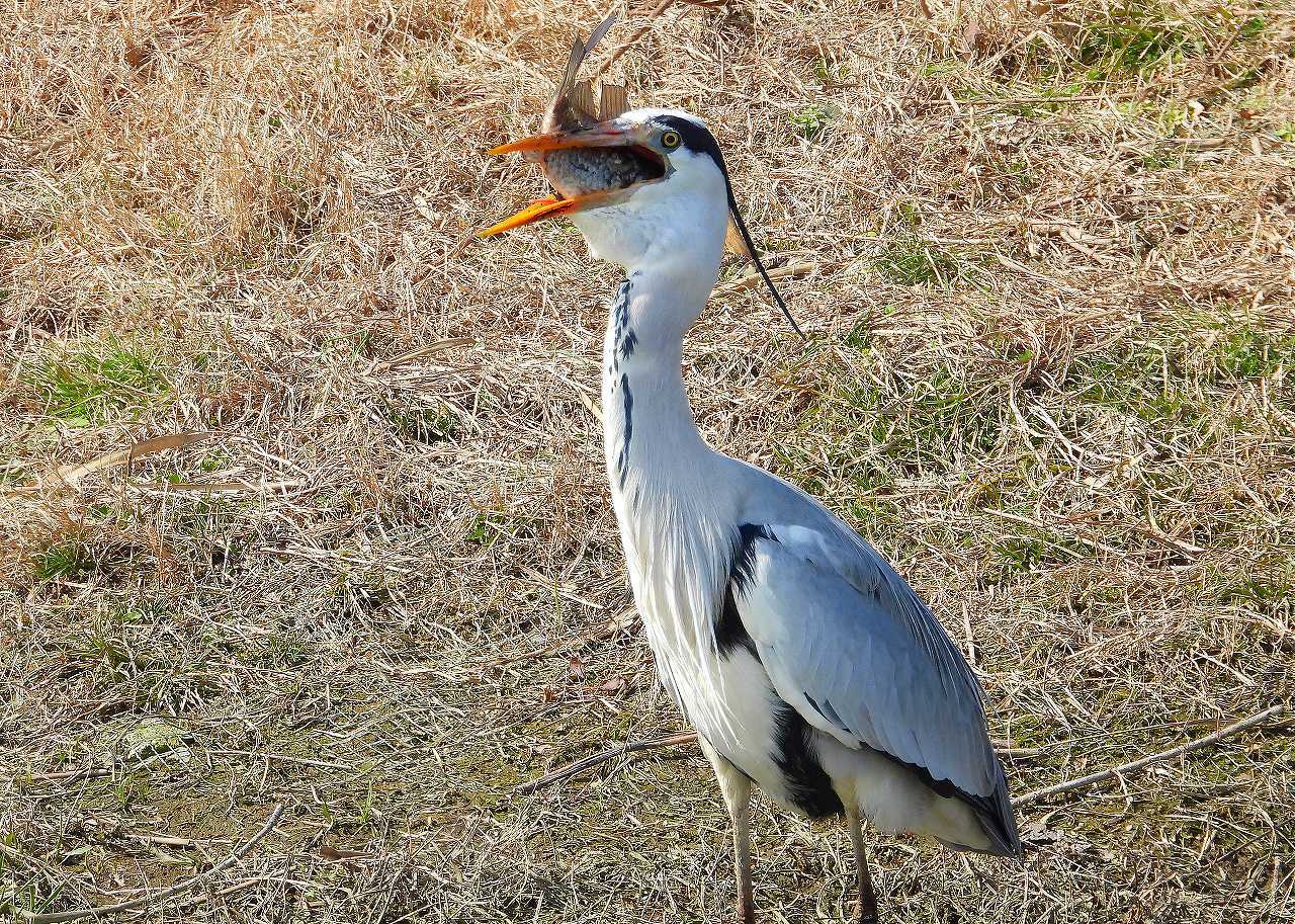 悪食 Grey Heron なんでもブログ