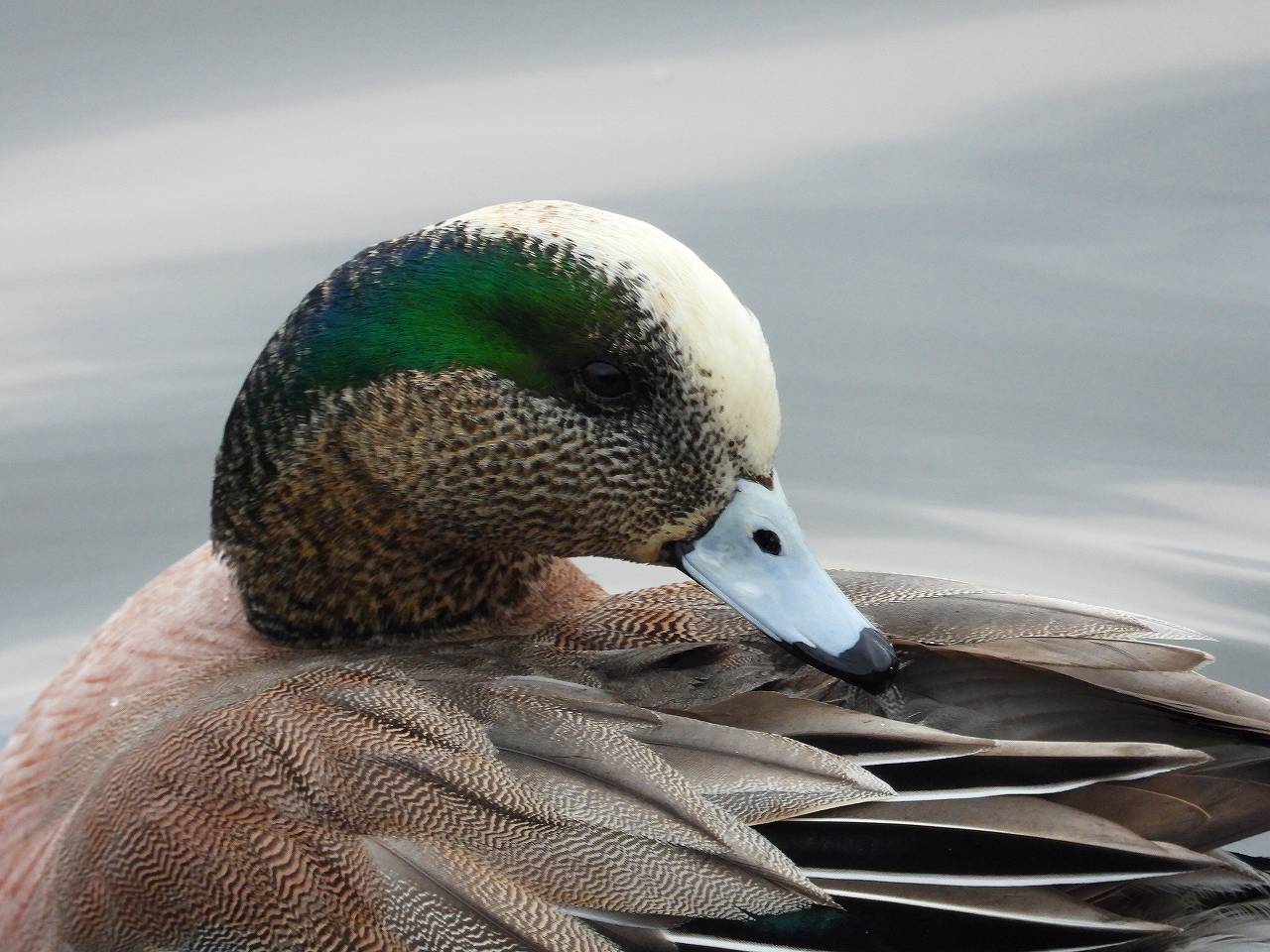 某大池に来た４種類の珍鳥たち_d0360910_21484956.jpg