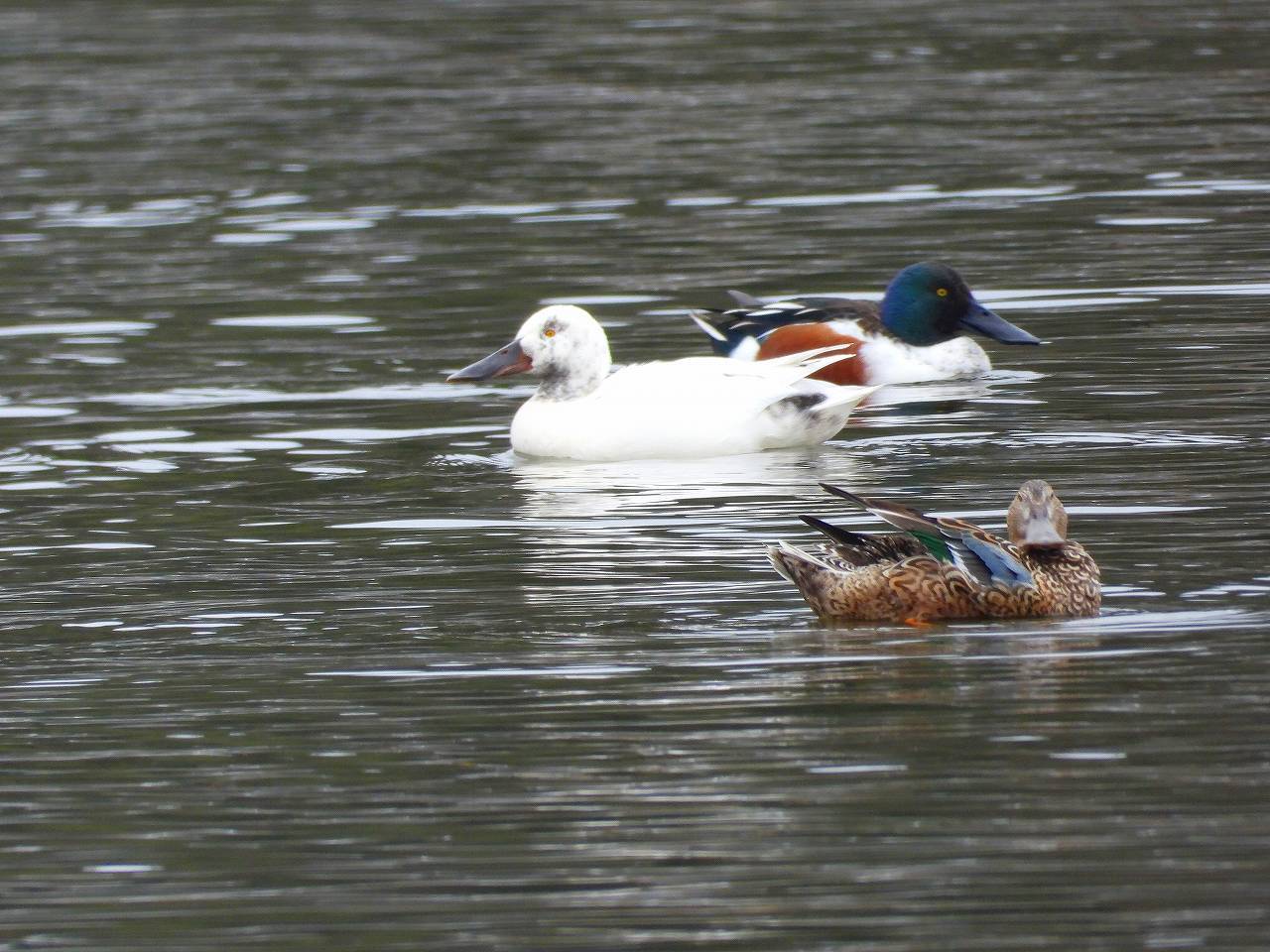 某大池に来た４種類の珍鳥たち_d0360910_21491793.jpg