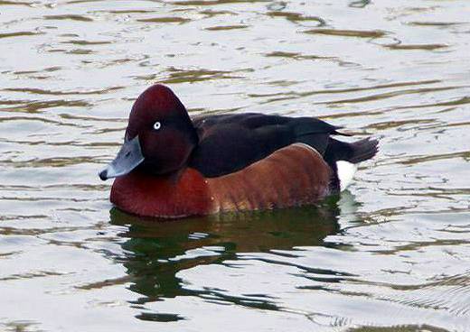 某大池に来た４種類の珍鳥たち_d0360910_21492837.jpg