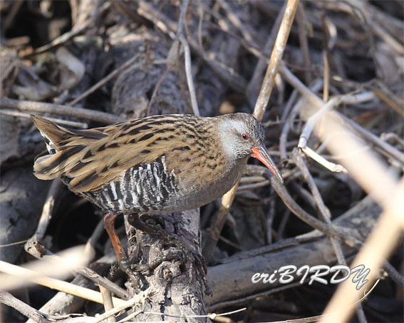 2019・2月　コブハクチョウ・コウノトリ・クイナ・オナガ・オシドリ_e0276114_07562701.jpg