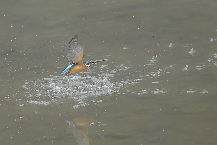 190301 公園脇の雌と雄_c0278820_17483124.jpg