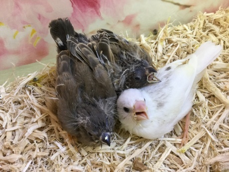 190301 フィンチ・インコ・ハムスター_f0189122_16563278.jpeg