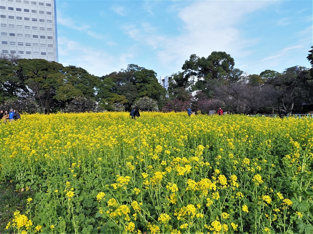 菜の花畑の風景（浜離宮庭園）_b0121731_10511480.jpg