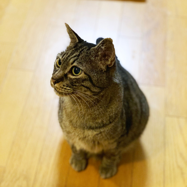 退院したよー&収支報告_d0355333_12151543.jpg