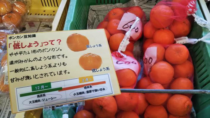土佐の【高知の早春がやってきた!】文旦_f0227434_16293973.jpg
