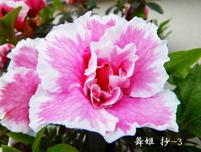 与謝野晶子第五歌集≪舞姫≫抄-3 : Merrydiary 与謝野晶子第五歌集≪舞姫≫抄-3 : Merrydiary