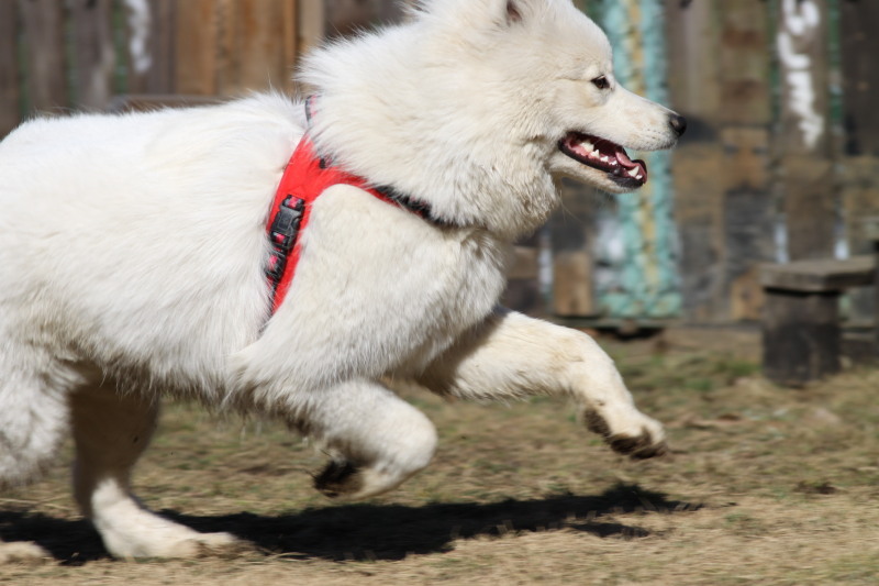 わさびでヒアリ対策 犬と猫と動物たち2