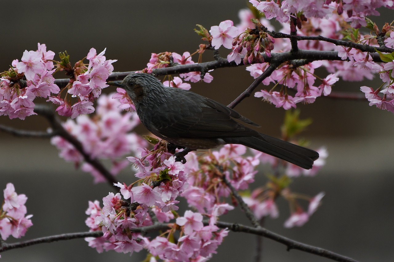 河津桜・・・一足先の春_c0233349_10302246.jpg