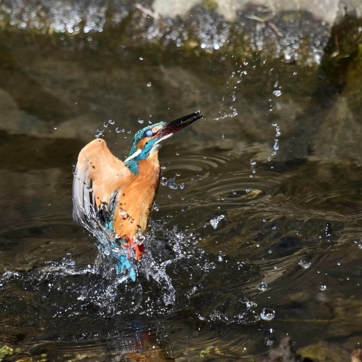 美鳥美蝶散歩 高尾 湯殿川