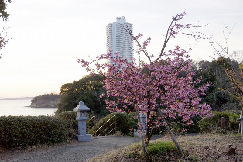 聖公園　桜_c0238352_16402586.jpg