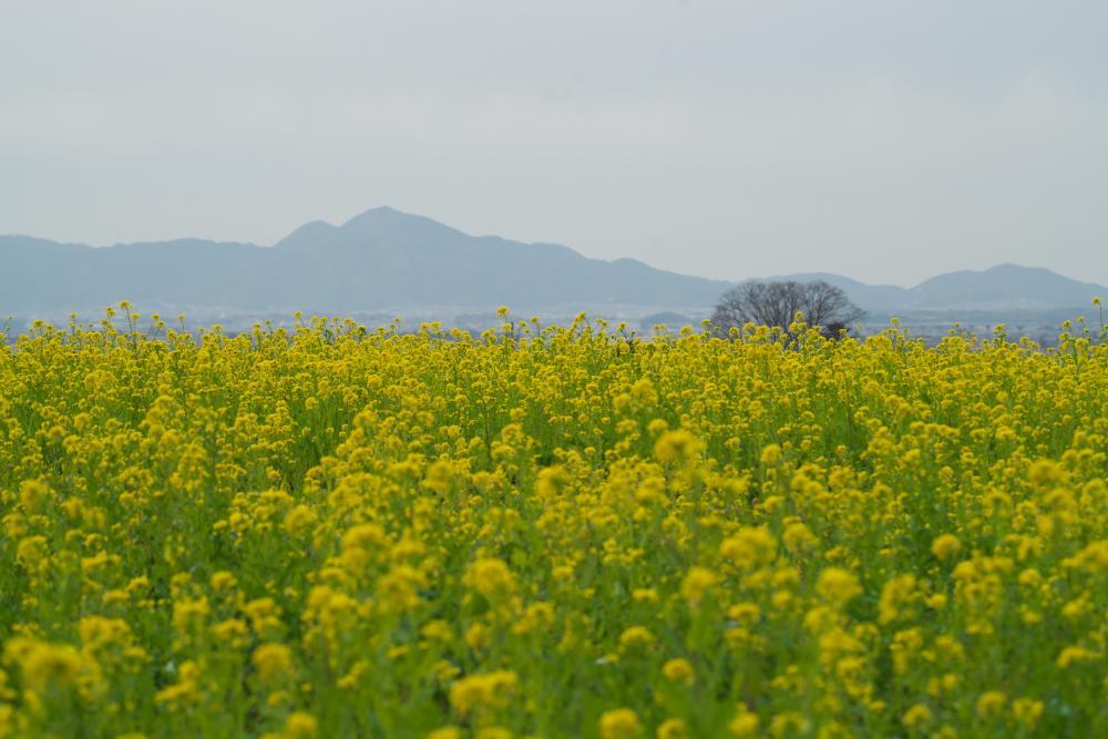 山の辺 菜の花畑 まほ 写真俳句