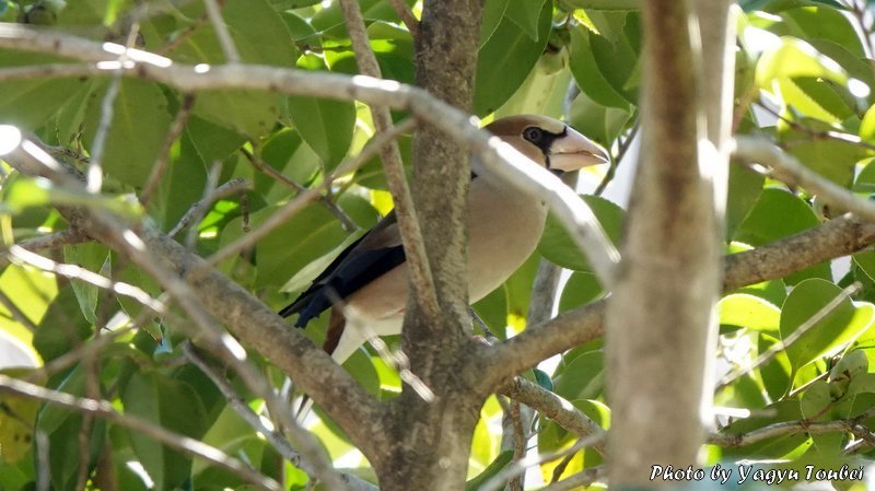 日本　文殊公園のシメ_b0132475_20311769.jpg