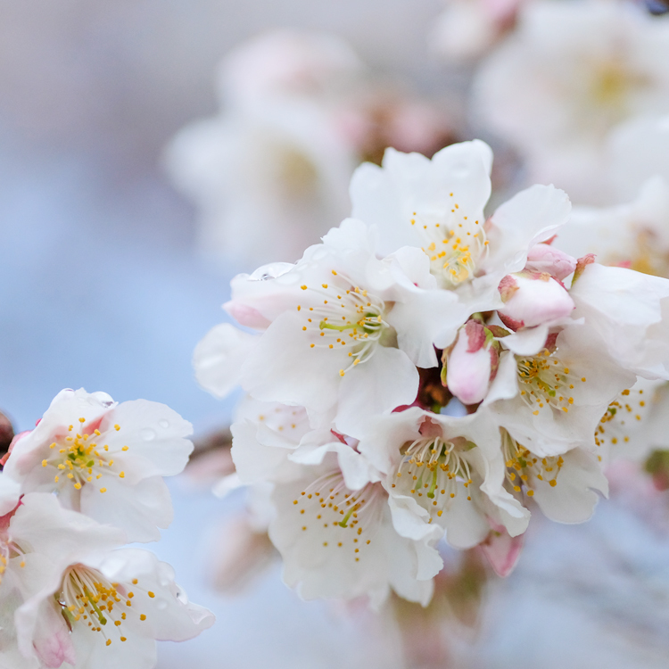 帯桜が咲きました。_e0243382_22052983.jpg