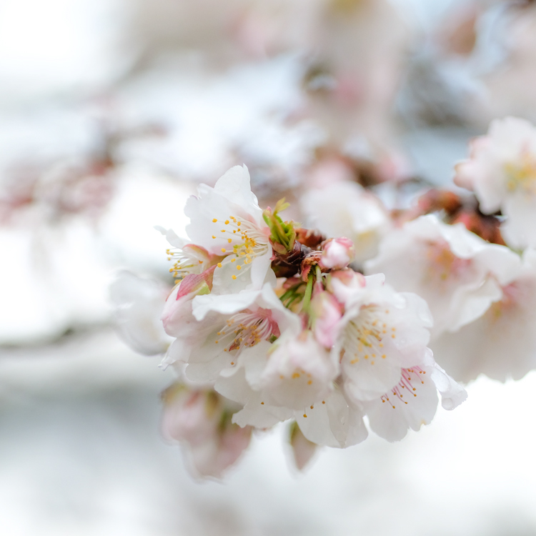 帯桜が咲きました。_e0243382_22053246.jpg