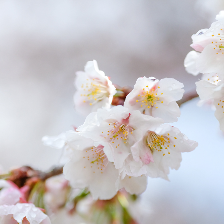 帯桜が咲きました。_e0243382_22055169.jpg