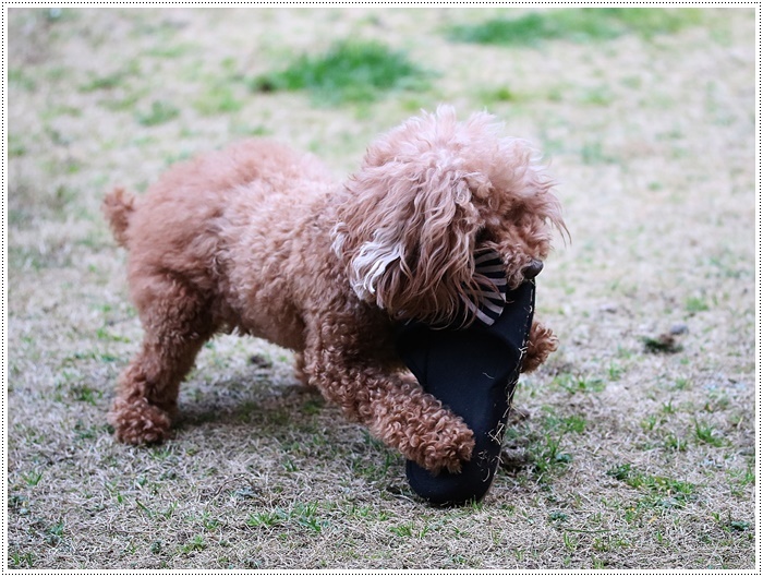ブログネタがない時は、無理やりさくらと大をモデルにしたり、花にカメラを向けたり( *´艸`)クスクス_b0175688_20340129.jpg