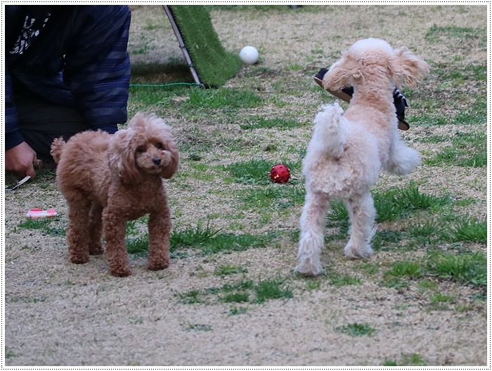 ブログネタがない時は、無理やりさくらと大をモデルにしたり、花にカメラを向けたり( *´艸`)クスクス_b0175688_20341766.jpg