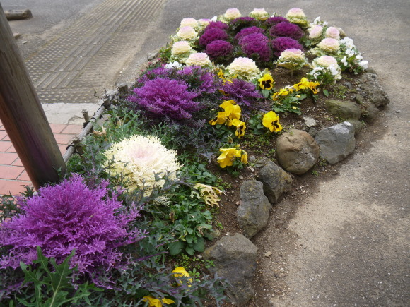 見事な葉牡丹の花壇 リンとヒメの散歩道 見事な葉牡丹の花壇 リンとヒメの散歩道