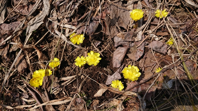 やっと我が庭にも春がやってきた♪_c0320302_12104395.jpg