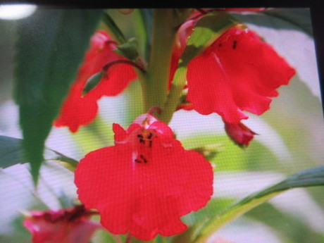 てぃんさぐぬ花 鳳仙花 おしゃべりねこ てぃんさぐぬ花 鳳仙花 おしゃべりねこ