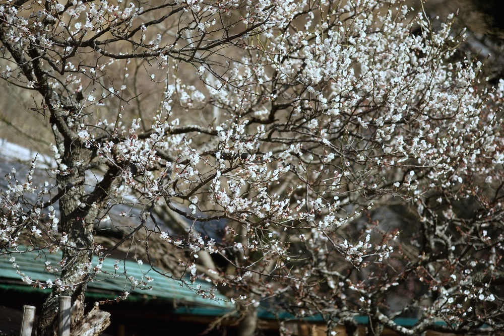 古刹に咲く梅--北鎌倉円覚寺2019_d0376905_19501279.jpg