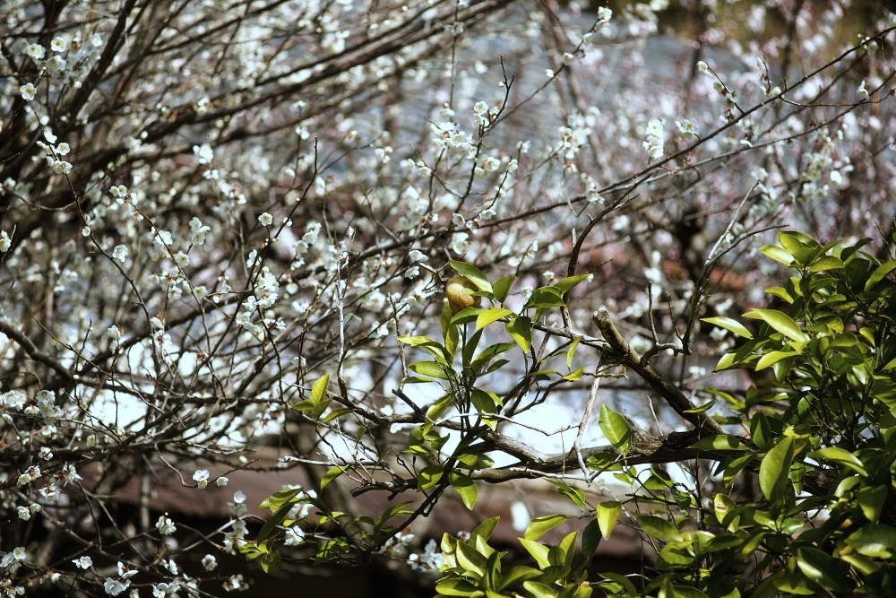 古刹に咲く梅--北鎌倉円覚寺2019_d0376905_19510033.jpg